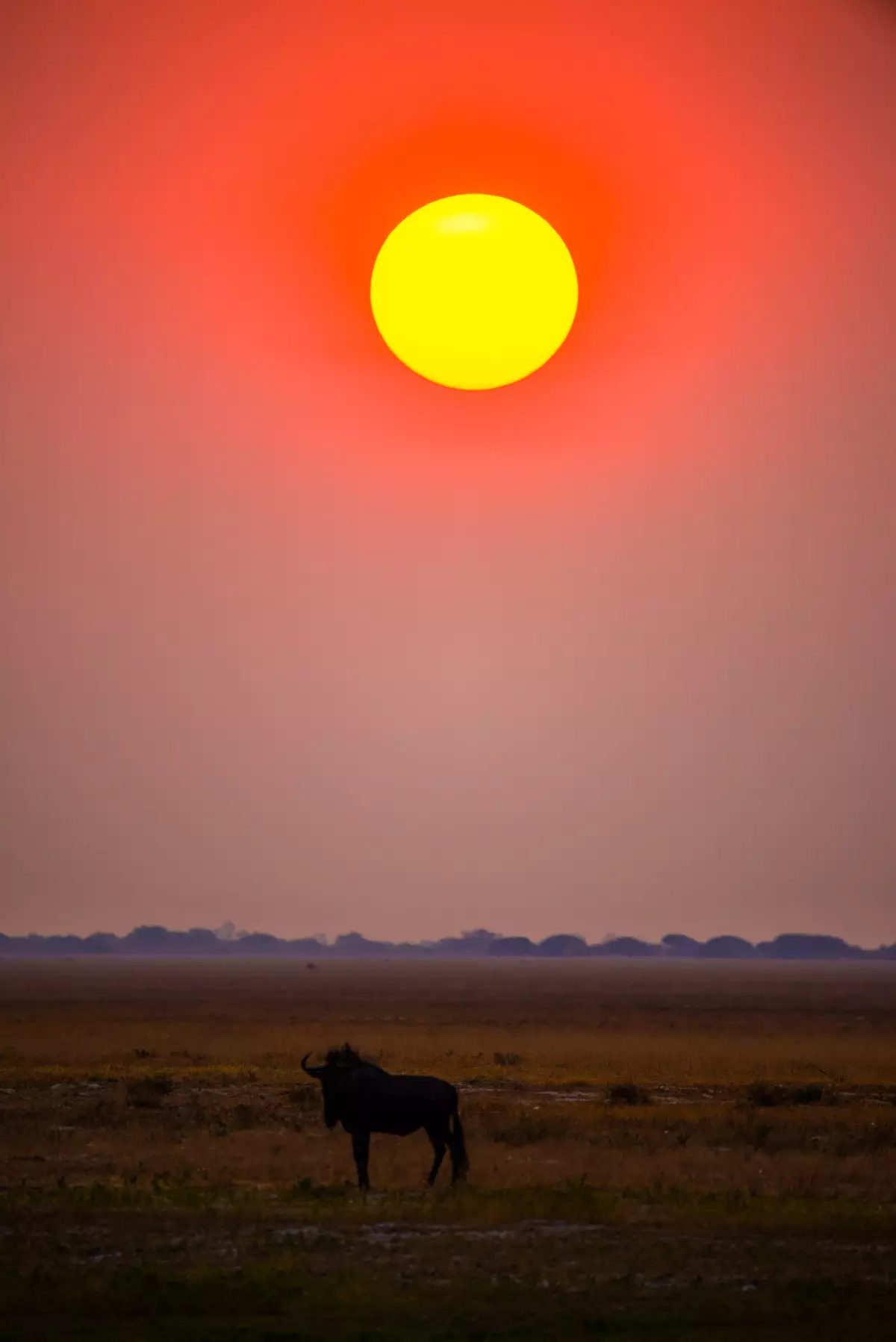 Sunset over african savannah with colorful sky and animal