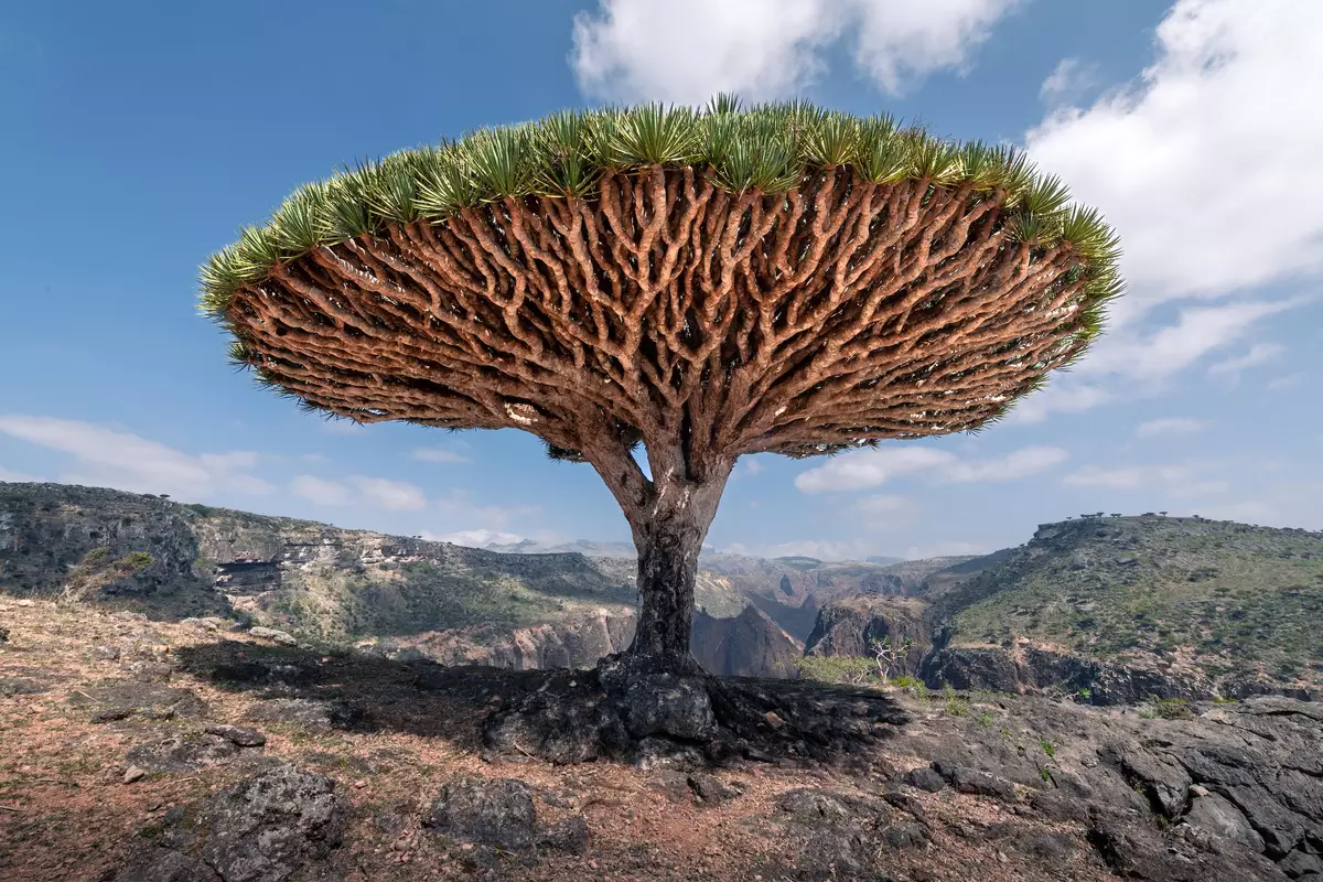 Dragon Blood tree, Socotra archipelago