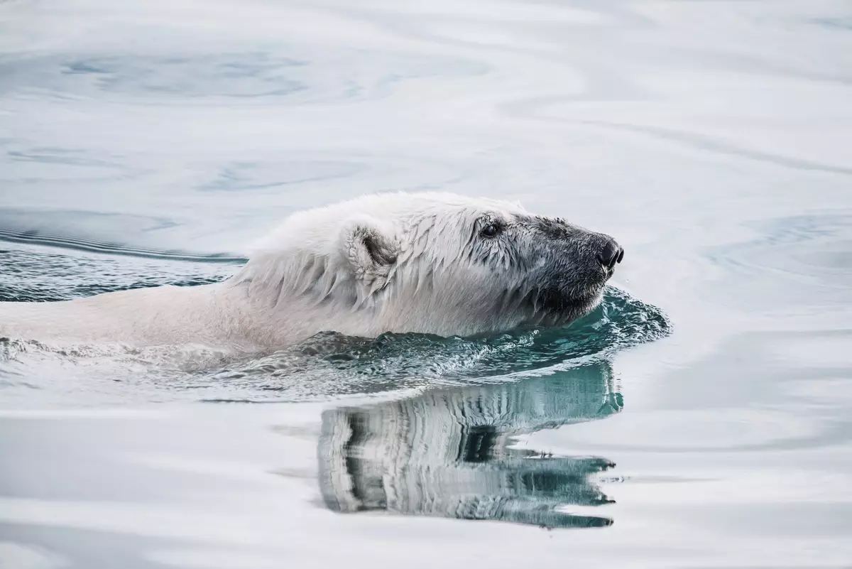 Polar bear swimming in the Arctic, Scoresby Sund