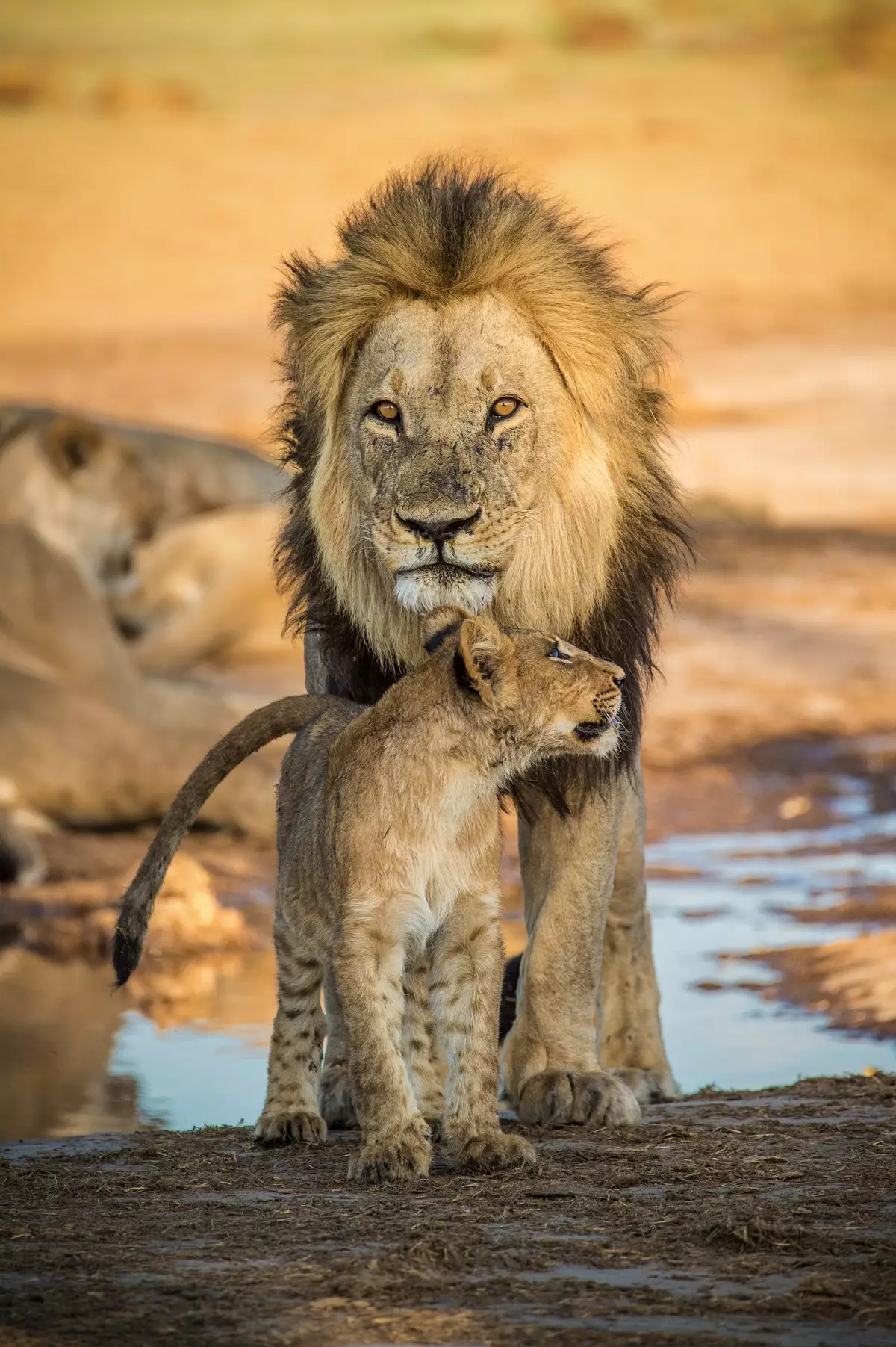 Father and son lion