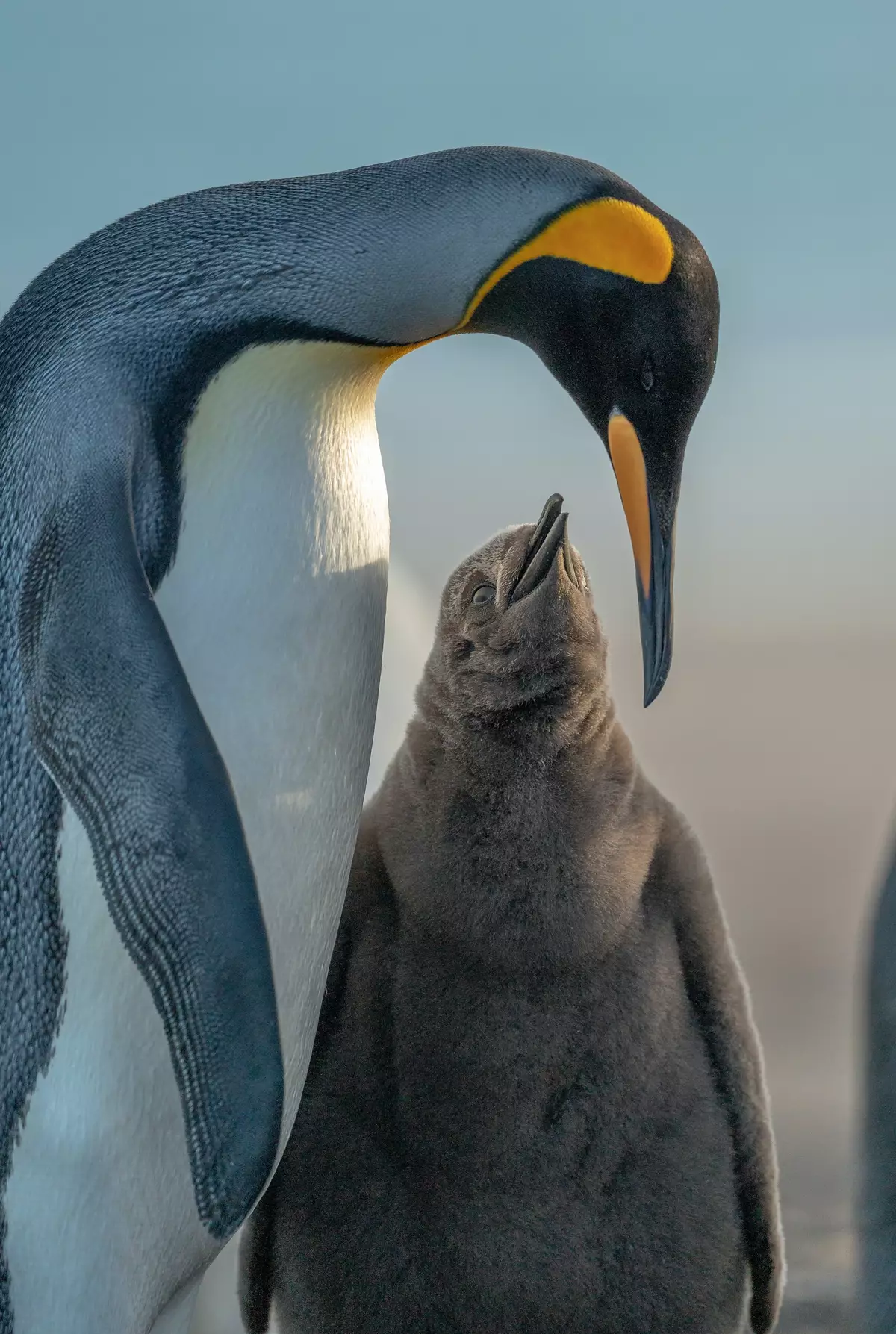 Penguins at Falkland Islands