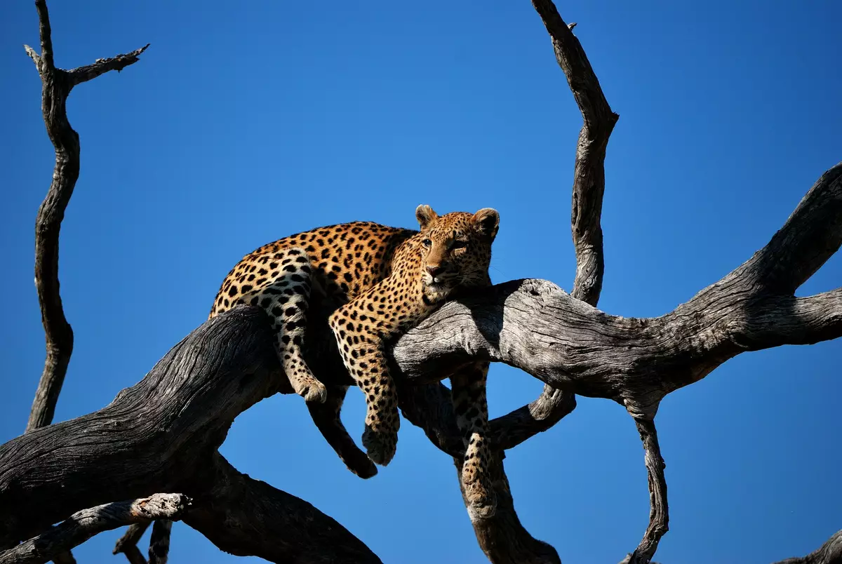 Leopard in Okavango Detla