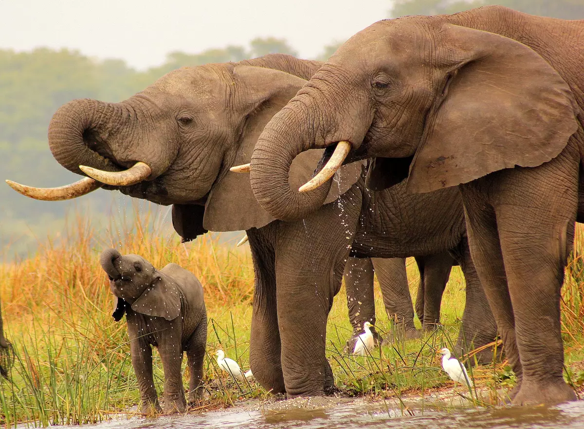 Elephants in Malawi