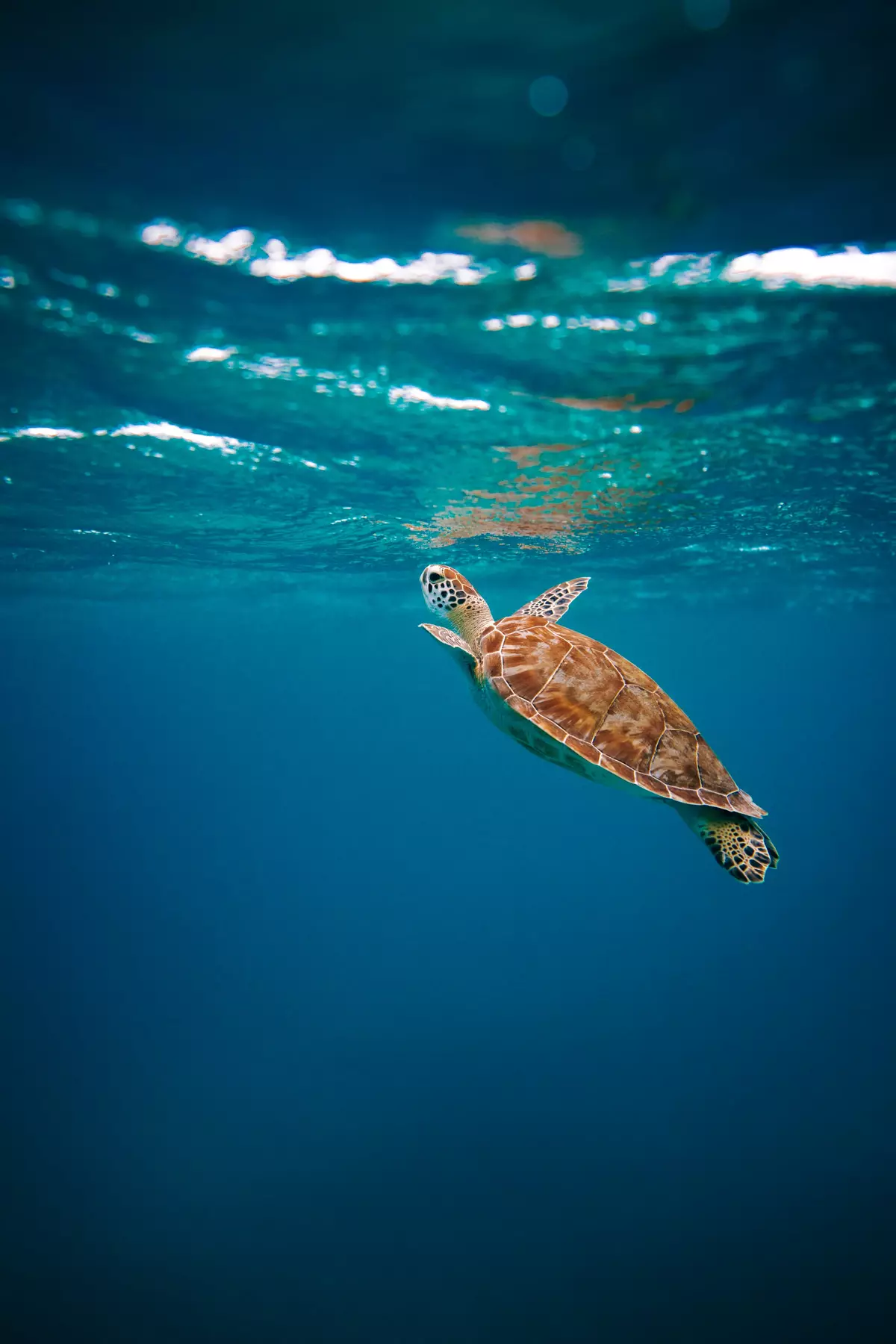 Sea turtle in Aruba