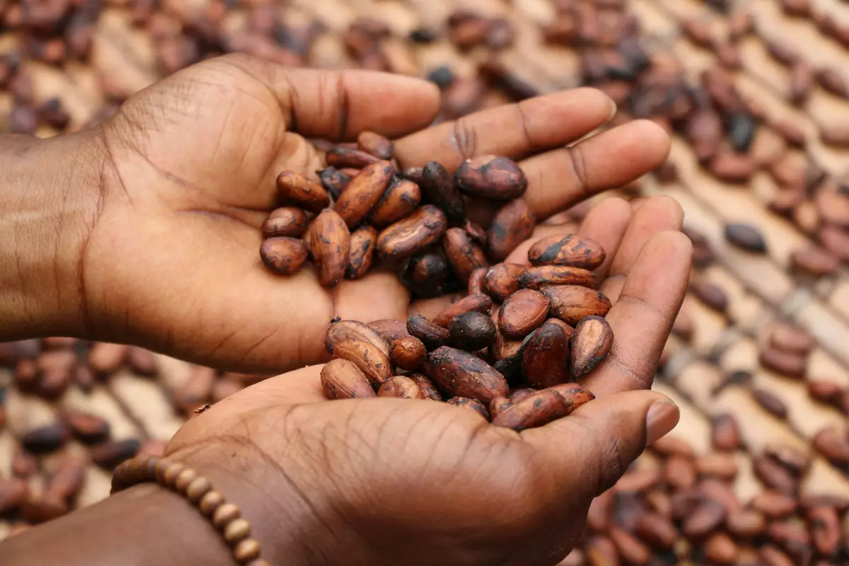 Cocoa beans