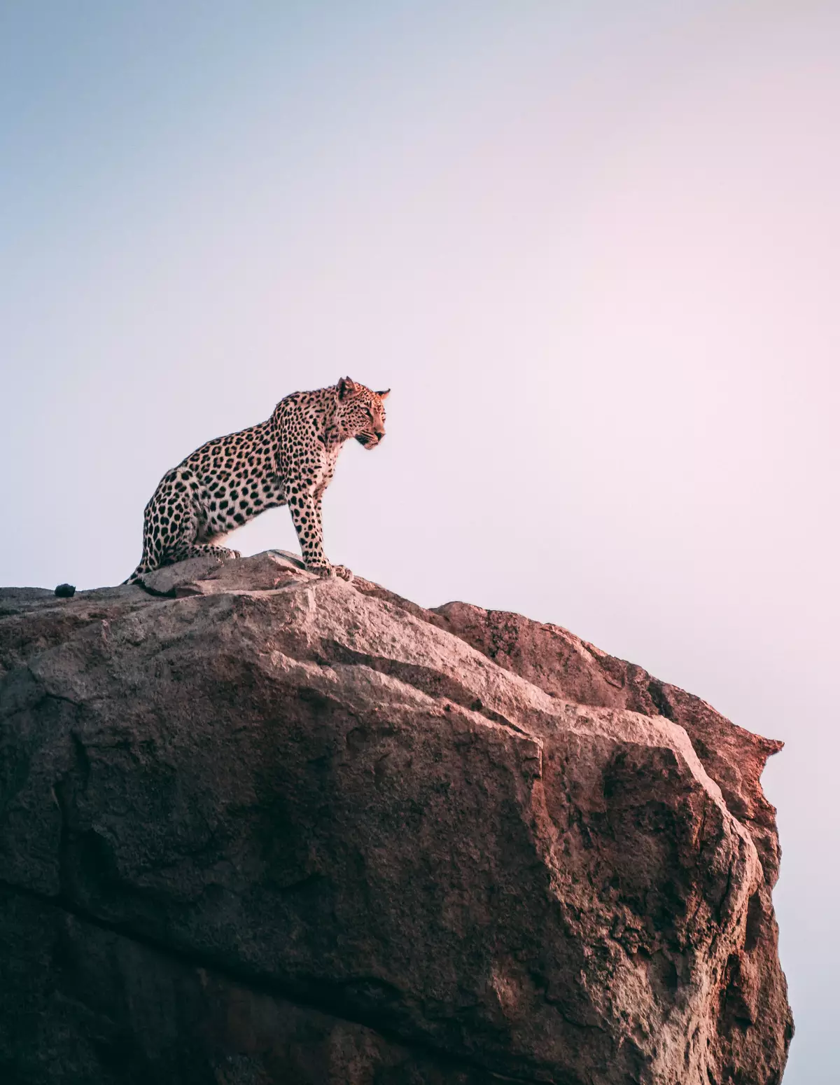 Leopard in Kruger National Park