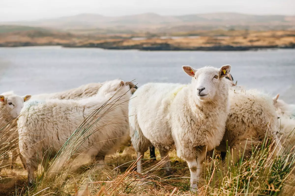Herd of sheep in Connemara National Park