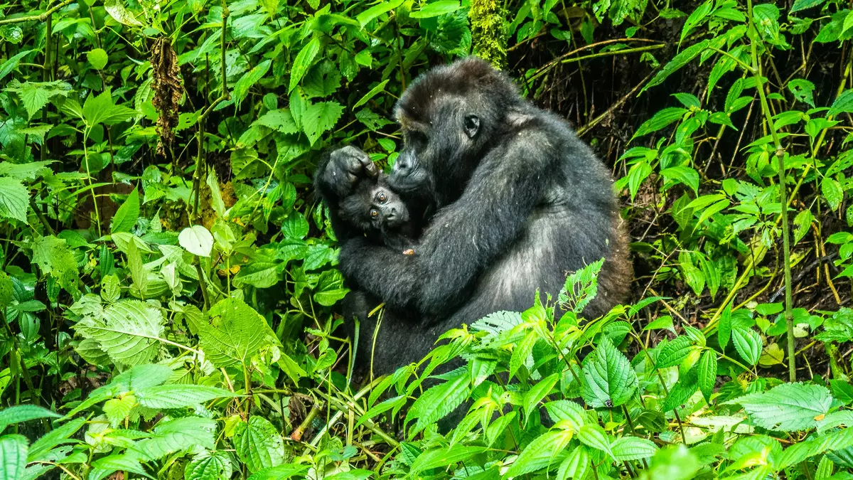 Gorillas, Mount Kahuzi