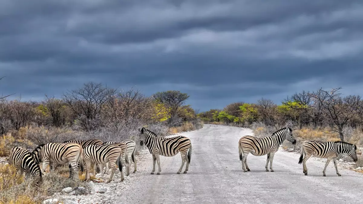 Zebras in Etosha national park in Namibia