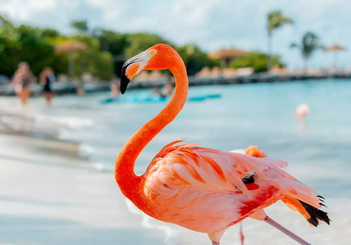 Flamingo @ Renaissance Aruba Private Island