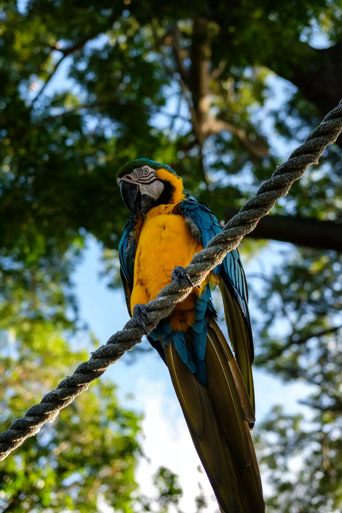 Parrot in Botanical Garden of Deshaies