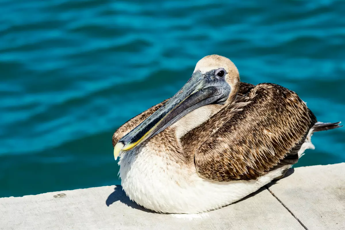 Pelican, Grand Cayman