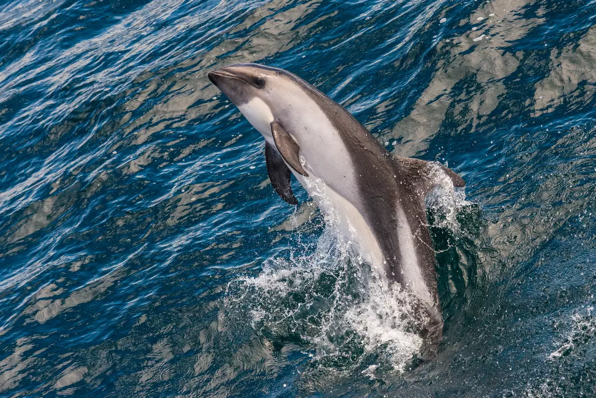 Dolphin at Falkland Islands