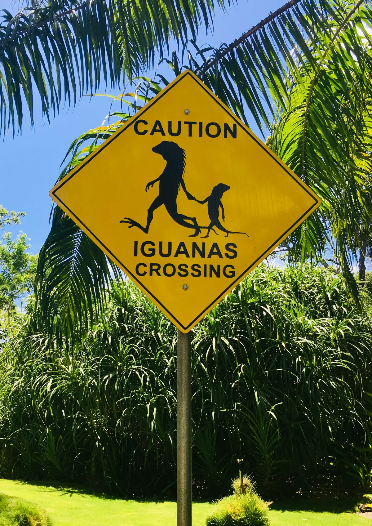 Iguana Crossing Street Sign