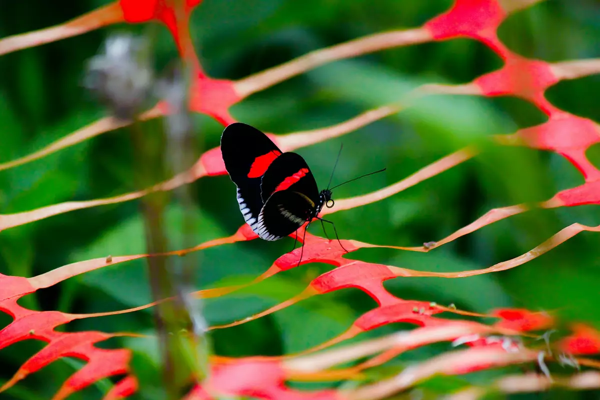 Butterfly, Rarotonga