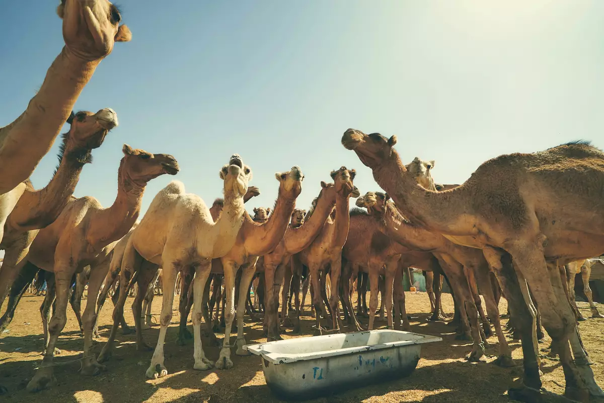 Camel bazaar in Nouakchott