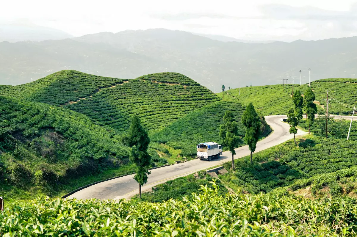 Tea fields in Eastern Nepal, Ilam