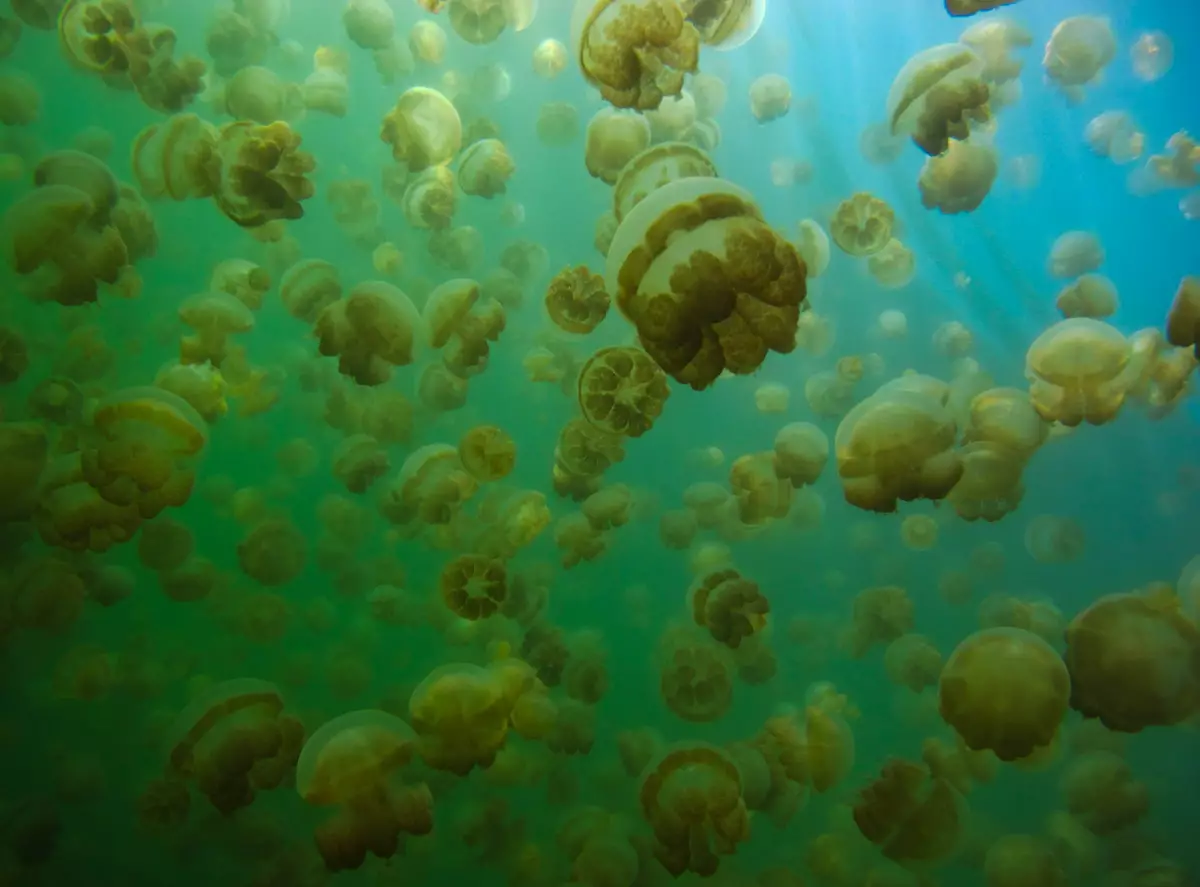 Jellyfish Lake, Koror, Palau