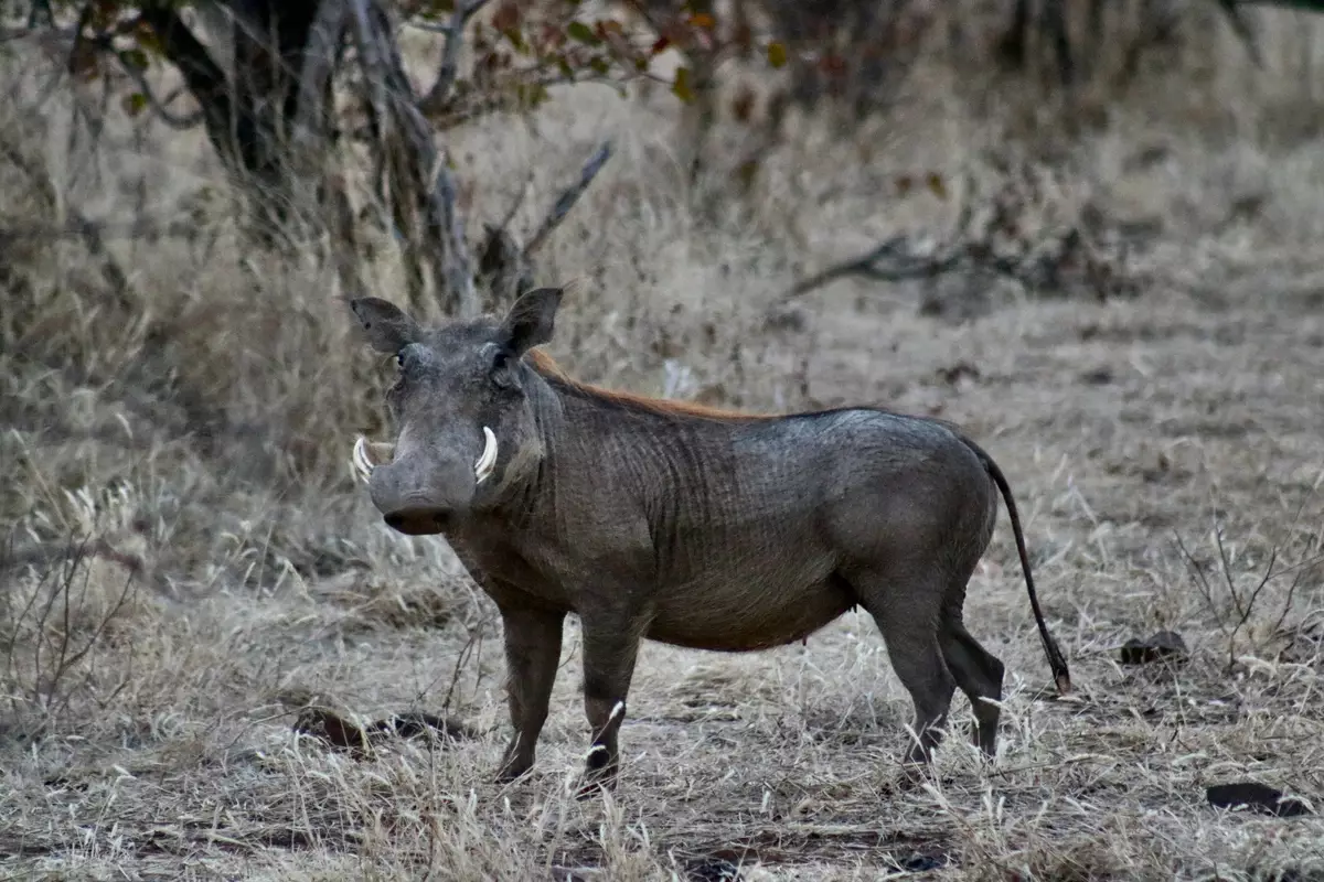 Warthog, Zambezi National Park