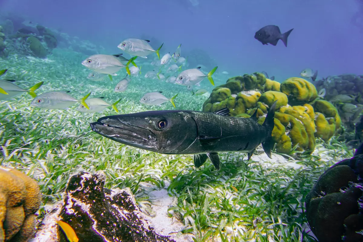 Barracuda  in Caye Caulker