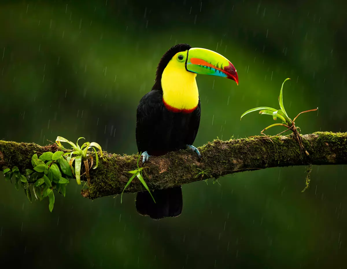 Toucan in the rain